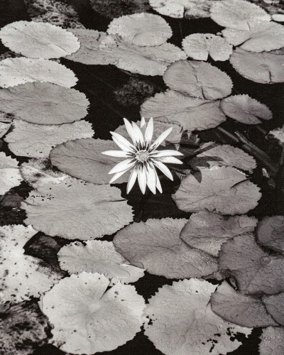 Island Time Forgot - © SHERIFF • PROJECTS