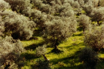 AL-GHORBA - © SHERIFF • PROJECTS