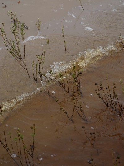 Echoes of the Amazon - © SHERIFF • PROJECTS