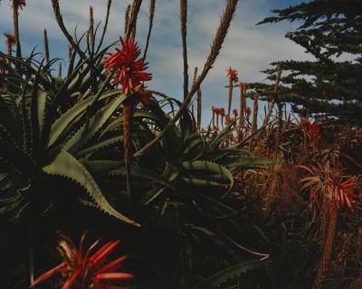 California - © SHERIFF • PROJECTS