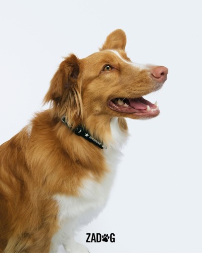 Zadig&Voltaire - Stills, Retouche photo créative mode luxe - 4 - © SHERIFF • PROJECTS