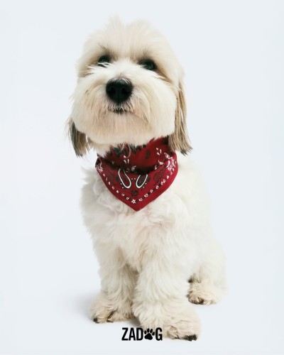 Zadig&Voltaire - © SHERIFF • PROJECTS