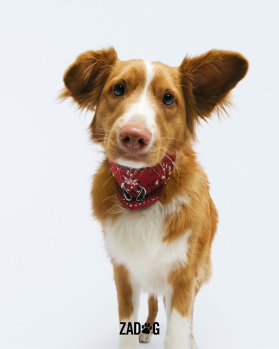 Zadig&Voltaire - Stills, Retouche photo créative mode luxe - 10 - © SHERIFF • PROJECTS