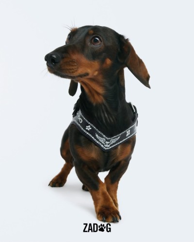 Zadig&Voltaire - Stills, Retouche photo créative mode luxe - 14 - © SHERIFF • PROJECTS